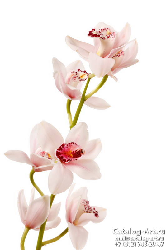 Pink orchids 51